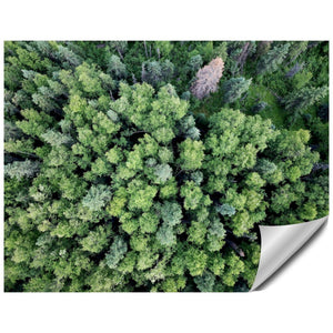 Green Trees Alaska - Lost Above